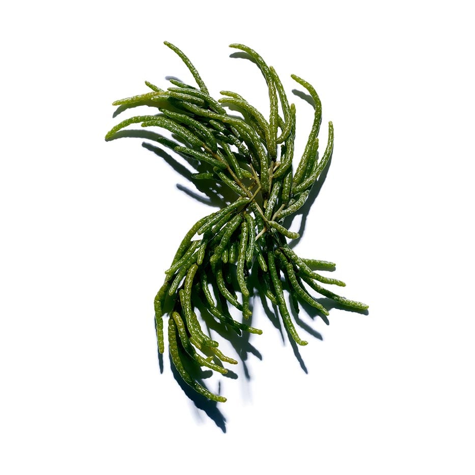 Marsh samphire