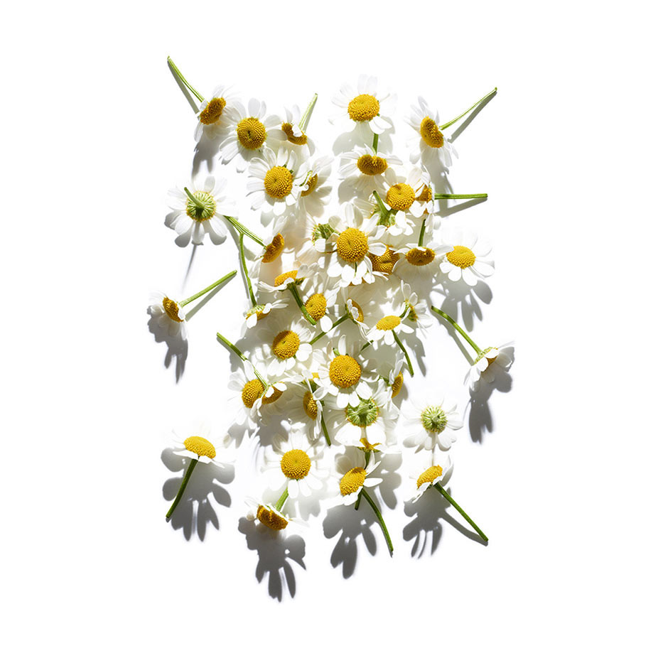 Roman chamomile