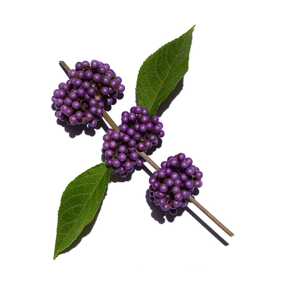 Beautyberry