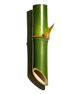 Bamboo